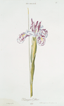 Iris angelica I 'Königin Esther'. [Iris I ; Iris 'Angelic']