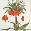 Corona imperialis II 'Maximus'. [Imperial fritillaria II]