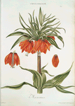 Corona imperialis II 'Maximus'. [Imperial fritillaria II]