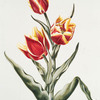 Tulipa VII 'Duc Victor'. [Tulip VIII ; Flame tulip]