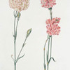 Caryphyllvs VI ; Caryophyllus VII. [Carnations]