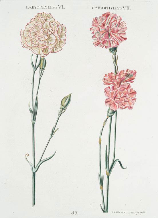 Caryphyllvs VI ; Caryophyllus VII. [Carnations] - NYPL Digital Collections