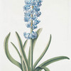 Hyacinthvs VII 'Perseus'. [Hyacinthus ; Hyacinth]