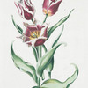 Tulipa VIIII. [Tulip VIIII]