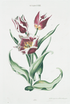 Tulipa VIIII. [Tulip VIIII]