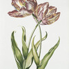 Tulipa X. [Tulip X]