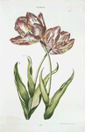 Tulipa X. [Tulip X]