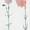 Caryophyllvs VIII 'Prinz Carl' ; Caryophyllvs IX 'Princessin von Oesterreich'. [Caryophyllus VIII ; Caryophyllus IX ; Carnations]