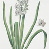 Hyacinthvs VIII 'Krðn Vogel' [Hyacinthus VIII ; Hyacinth]