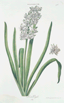 Hyacinthvs VIII 'Krðn Vogel' [Hyacinthus VIII ; Hyacinth]