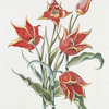 Tulipa XI 'Orange Duc Thol'. [Tulip XI]