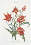 Tulipa XI 'Orange Duc Thol'. [Tulip XI]