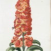 Cheiranthvs I 'Cheiri Keiri = Cluserordentlichgefüllter Gelberveil.[Cherranthus cheiri ; Gillyflower. Wallstock-gillofer. Giroflier. Gillyflower. Handflower. Keiri. Beeflower. Baton d'or]