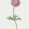 Anemone III.