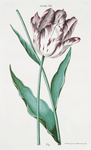 Tulipa XII. [Tulip XII]