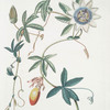 Granadilla I. [Passiflora ; Passion flower]