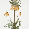 Corona Imperialis III 'Orange Kron'. [Orange Crown Imperial Fritillaria III]