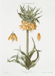 Corona Imperialis III 'Orange Kron'. [Orange Crown Imperial Fritillaria III]