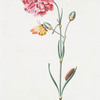 Caryophyllus X 'Mercurius'. [Carnation]