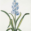 Hyacinthus IX  'un Rien me surpasse'. [Hyacinth IX]