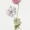 Anemone IV 'La Joliette'.