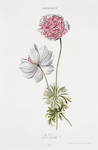 Anemone IV 'La Joliette'.