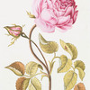 Rosa VIII. [Rose VIII]