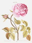 Rosa VIII. [Rose VIII]