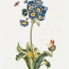 Auricula III.