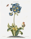 Auricula III.