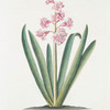 Hyacinthvs X = Province Rose. [Hyacinth]
