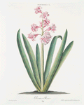Hyacinthvs X = Province Rose. [Hyacinth]