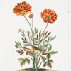 Ranunculus VII 'Couleur d'or'. [Butter cup]