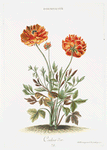 Ranunculus VII 'Couleur d'or'. [Butter cup]