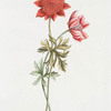 Anemone V.