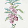 Balasamina I. [Impatiens]