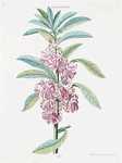 Balasamina I. [Impatiens]