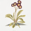 Auricula IV 'La Superb'.