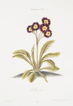 Auricula IV 'La Superb'.