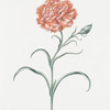Caryphyllus XI 'Phoenix florum'. [Carnation XI]