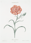Caryphyllus XI 'Phoenix florum'. [Carnation XI]