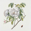 Rosa VIII 'Rosa alba vulgaris major'. [Rose]