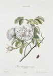 Rosa VIII 'Rosa alba vulgaris major'. [Rose]