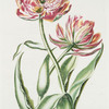 Tulipa XV 'Geele rose'