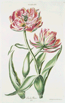 Tulipa XV 'Geele rose'