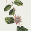 Granadilla II. [Passion flower]