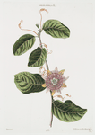 Granadilla II. [Passion flower]