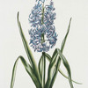 Hyacinthus XI 'Comte de Schuverin'. [Hyacinth]