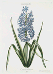Hyacinthus XI 'Comte de Schuverin'. [Hyacinth]