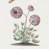 Ranunculus VIII 'Arethusa'. [Butter cup]
